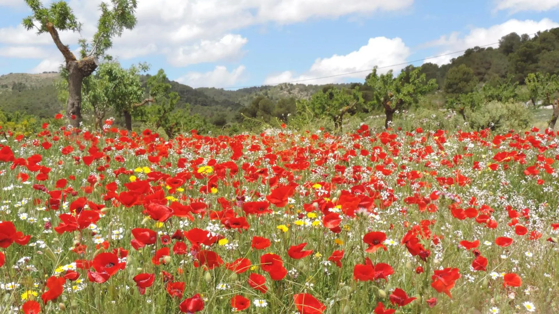 Holiday home Brisa Villa Oria